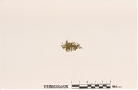 藏品(淺黃枝衣)的圖片